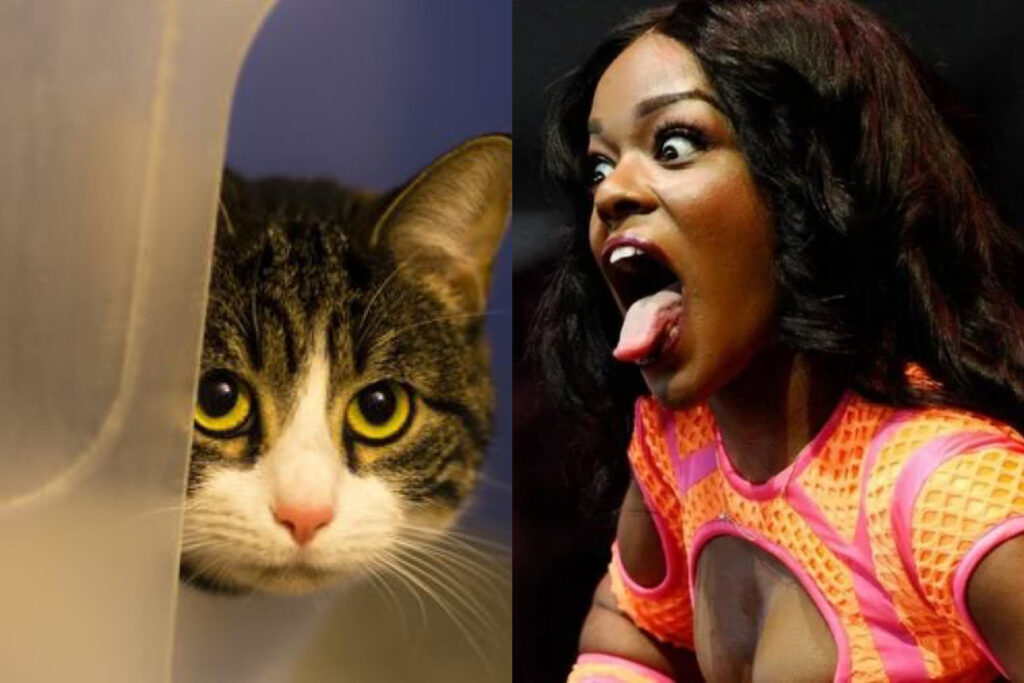 WE CAN’T MAKE THIS SH*T UP: Azealia Banks Digs Up Her Dead Cat & Cooks It (Warning: Graphic Content)